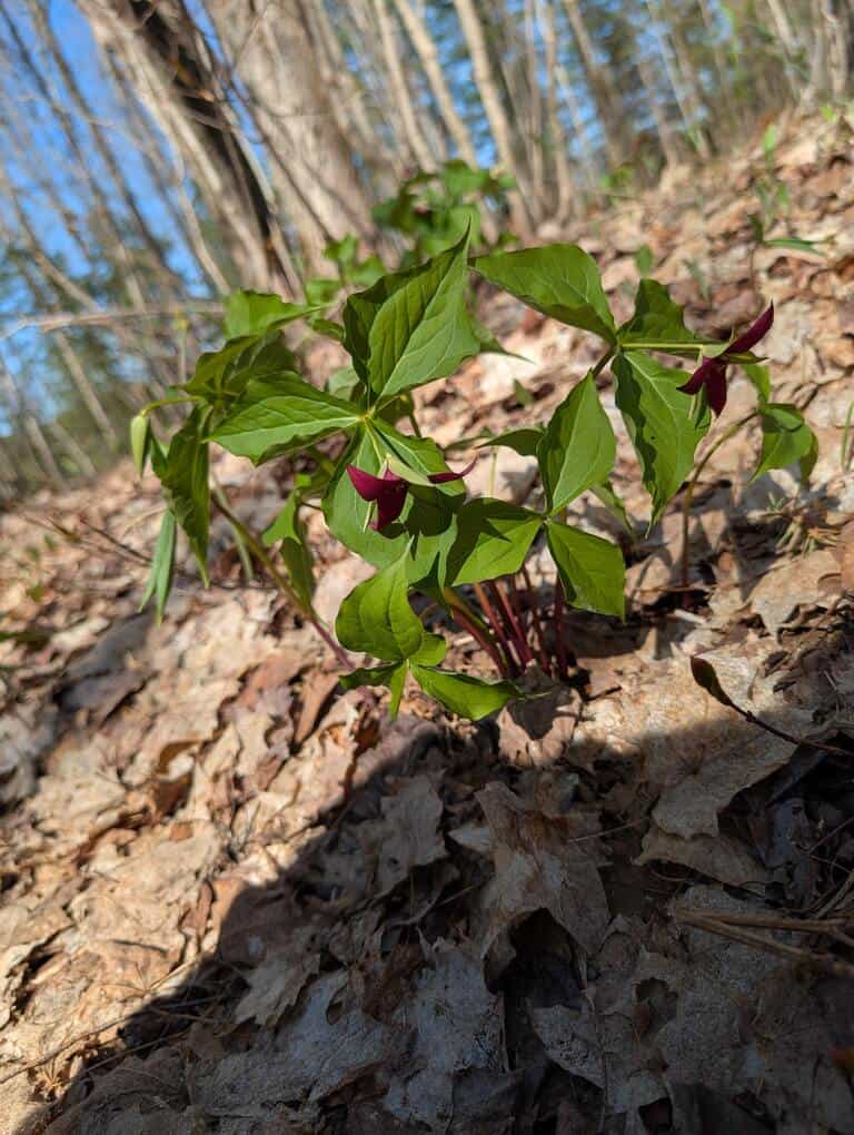 Red trillium growing on the forest floor in Sprucedale Ontario