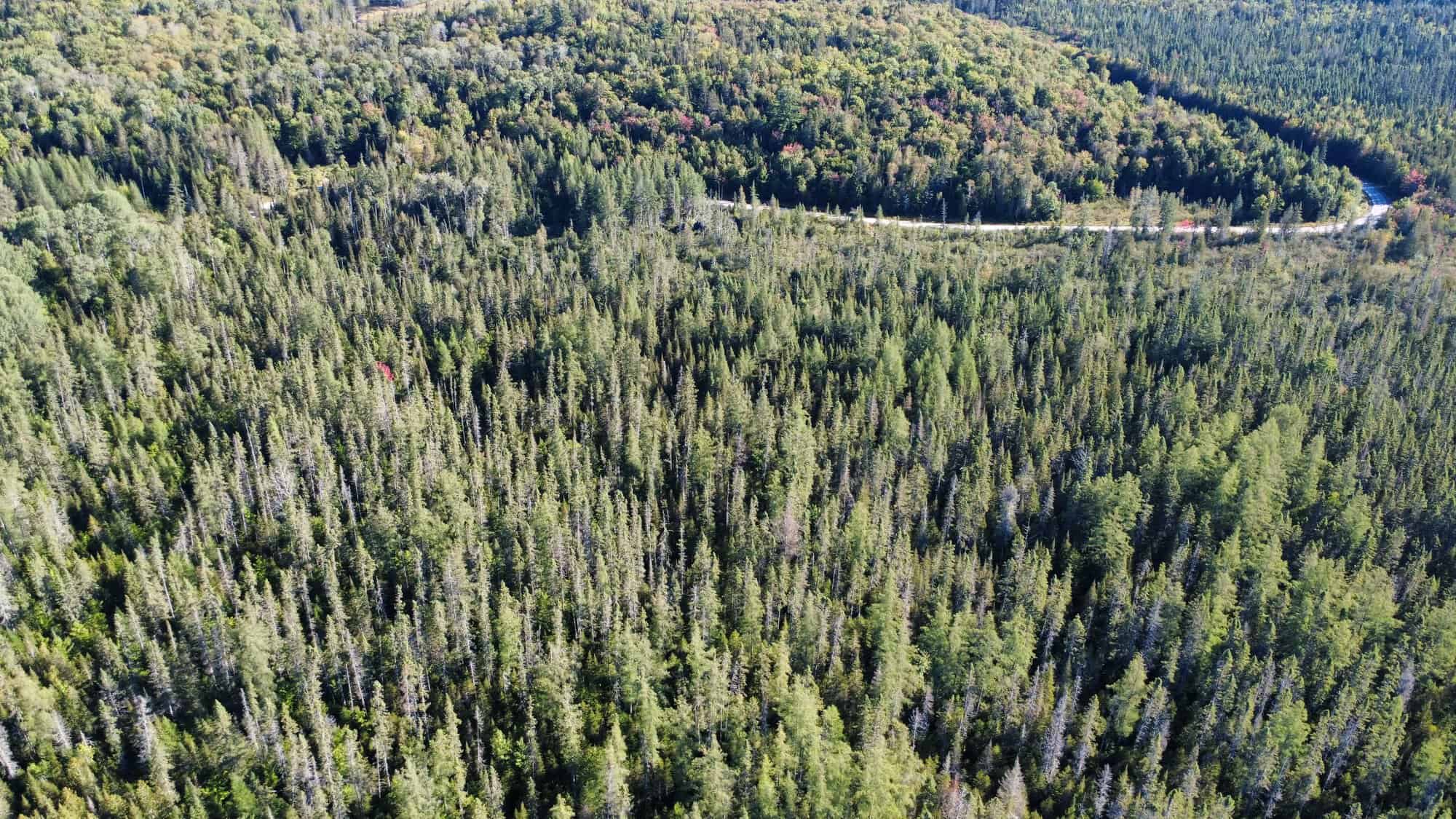 Second aerial view of forested land and road in Almaguin Highlands Ontario